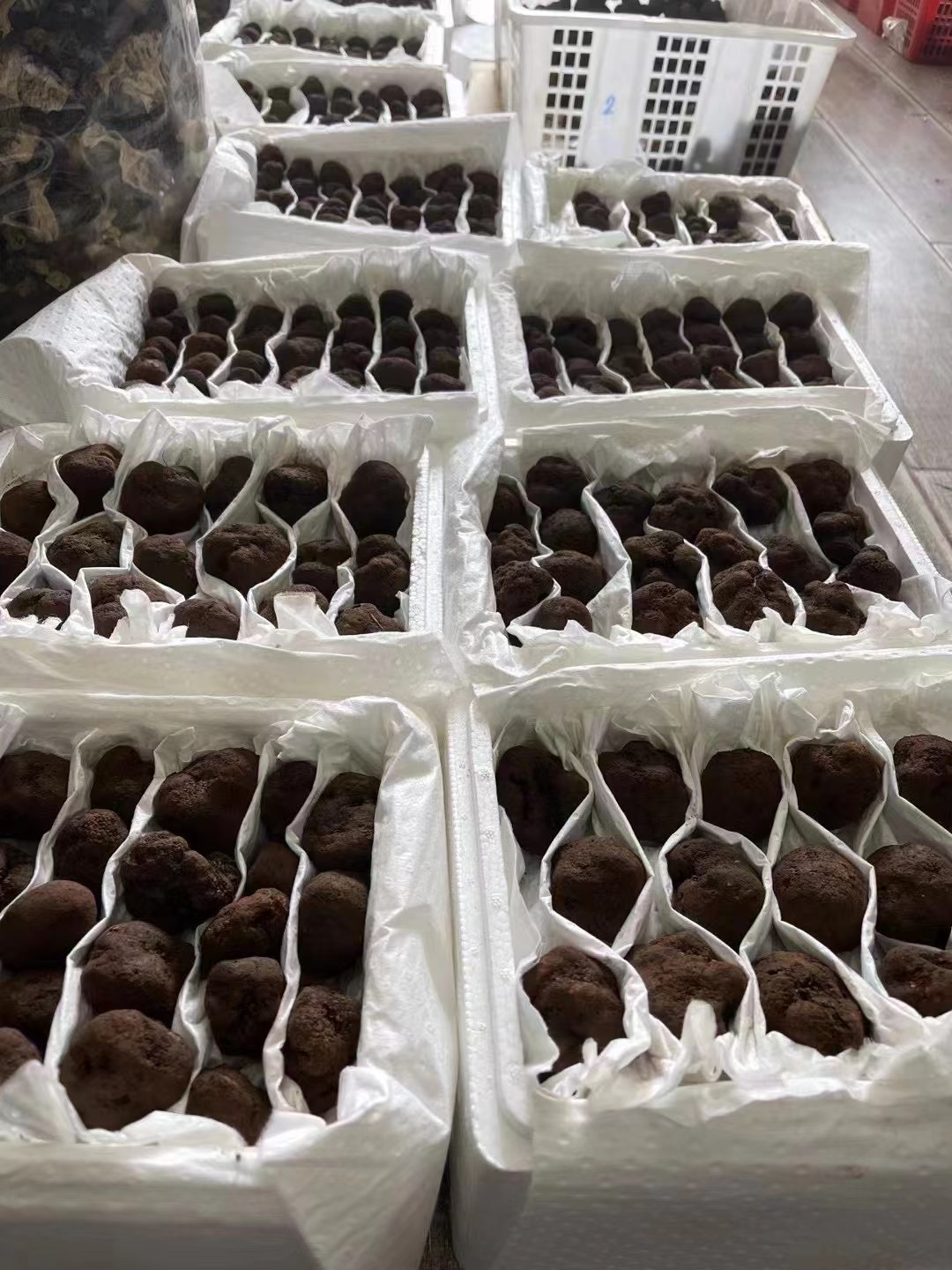 Black truffle habitat in Yunnan forests