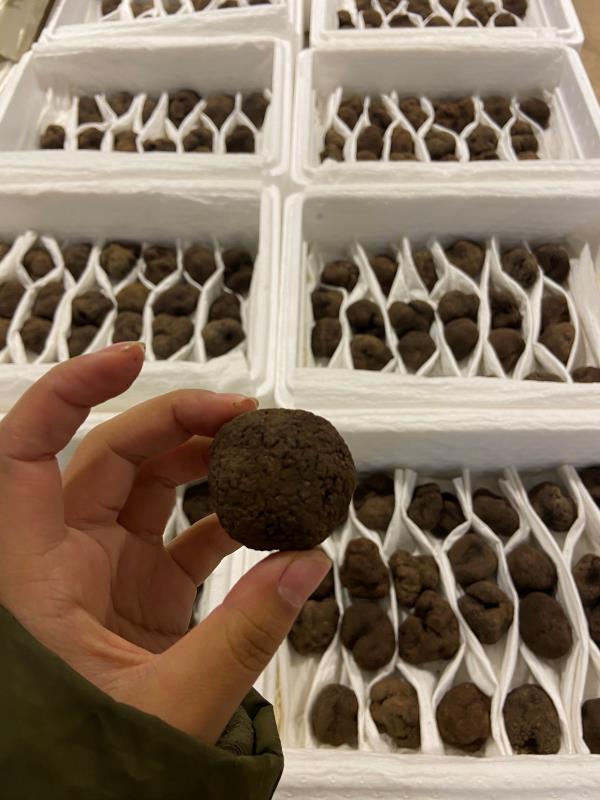 Black truffle detail close-up