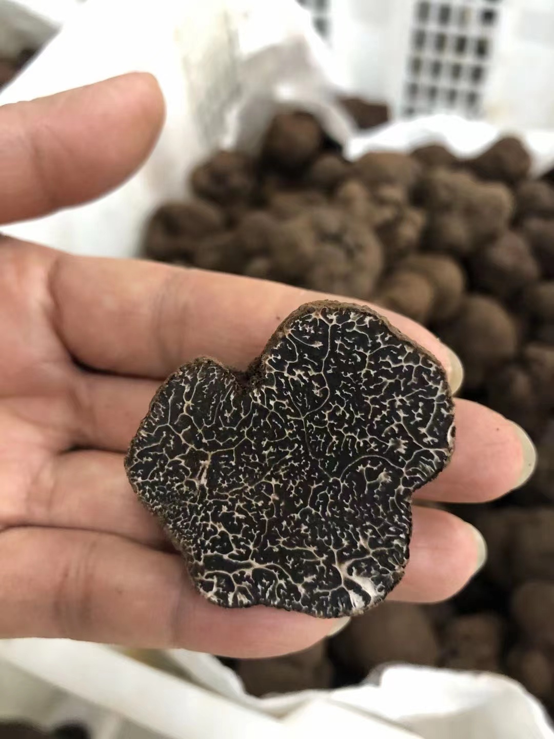 Premium black truffle selection