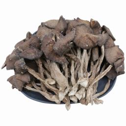 Dried Dew Termitomyces
