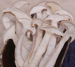 Snow Mountain Matsutake (Dried)