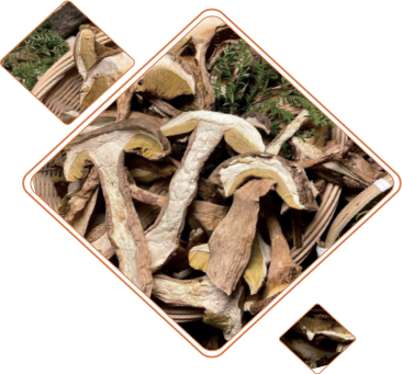Dried Yellow Boletus