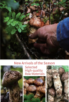 Freeze-Dried Matsutake thumbnail 6