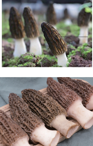 High-Altitude Morel thumbnail 2