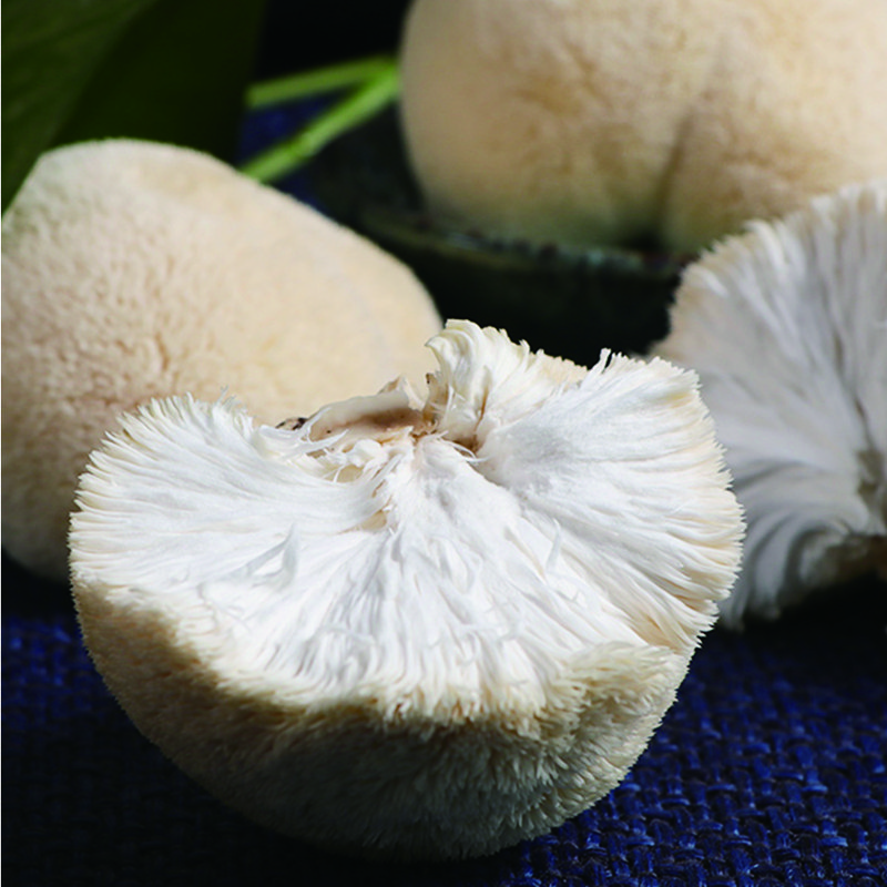 Wild Russula Virescens thumbnail 6