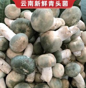 Red Scallion Boletus