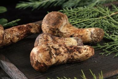 Fresh Shangri-La Matsutake