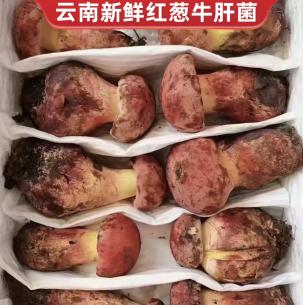 Wild Black Boletus thumbnail 4