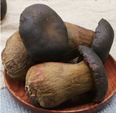 Wild Boletus Edulis thumbnail 2