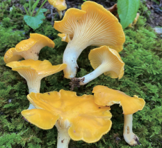 Chanterelle