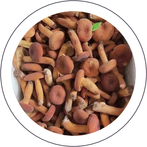 Wild Lactarius Volemus