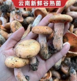 Wild Lactarius Volemus thumbnail 3