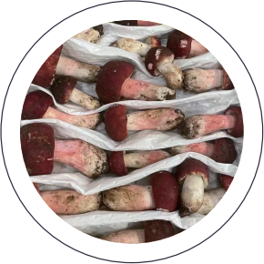 Wild Russula