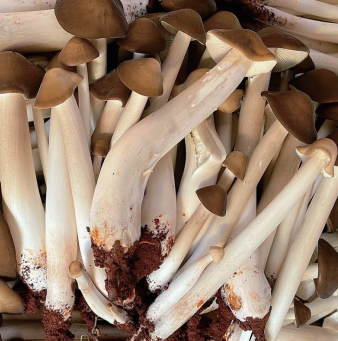 Wild Russula thumbnail 5