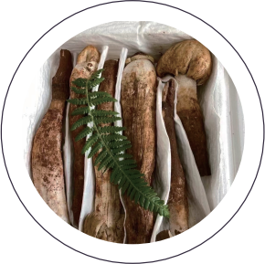 Termitomyces