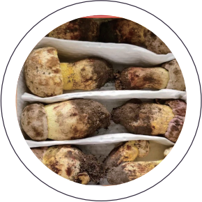 Wild White Scallion Boletus