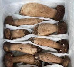 Wild White Scallion Boletus thumbnail 6